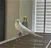 adoptable Bird in  named Crystal and RuRu