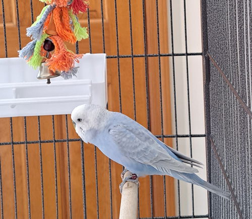 Pimpollo