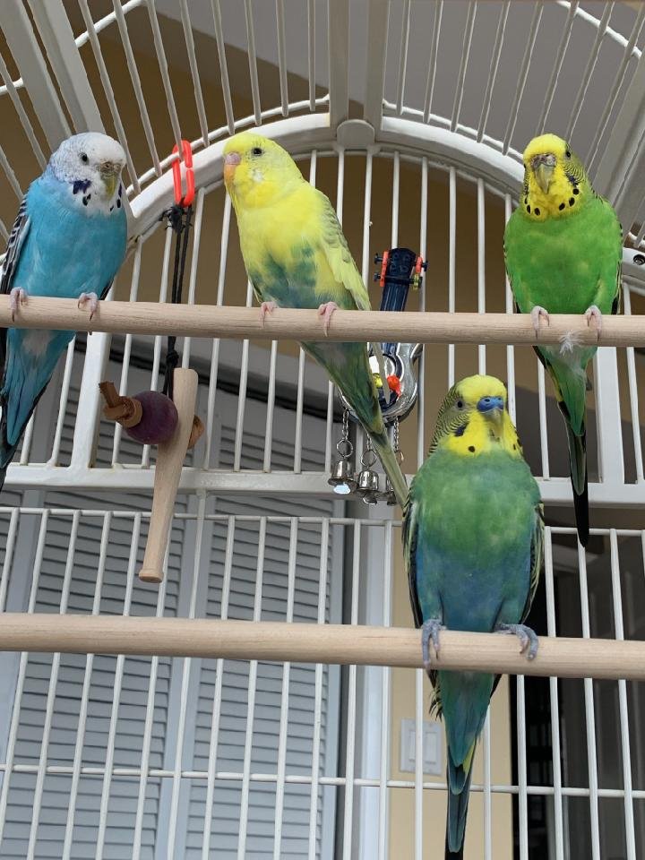 adoptable Bird in Belford, NJ named Lemongella, Greenie, King Blueberry & Lil Blue