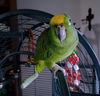 Charlie