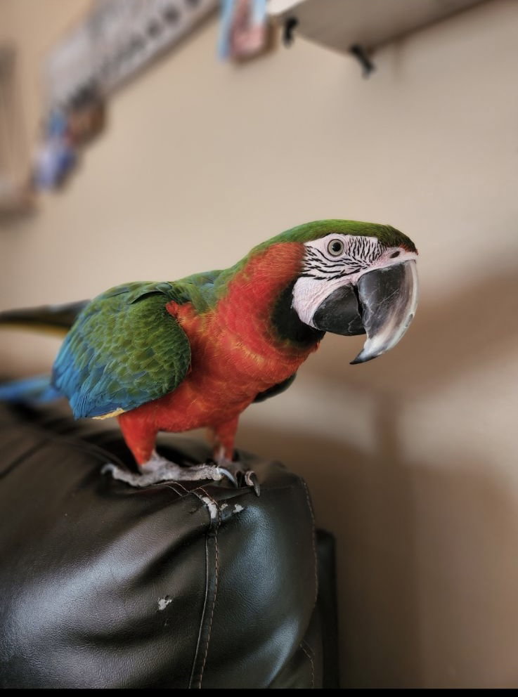Bird adoption in Hightstown, NJ 08520 Macaw Bird "Toruk"