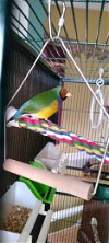 adoptable Bird in belford, NJ named Rex and Max
