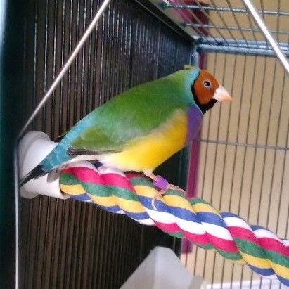 adoptable Bird in Belford, NJ named Max