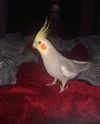 Cici