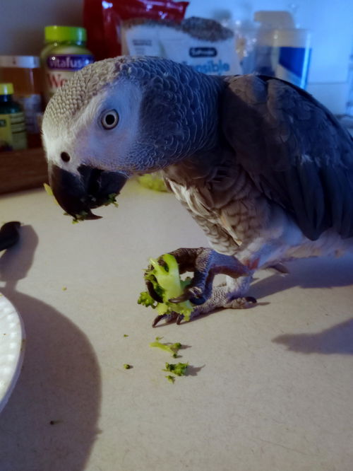 Merlin