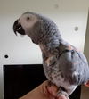 Merlin