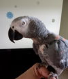 Merlin