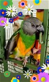 adoptable Bird in belford, NJ named Rita