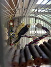 Shona and Panna