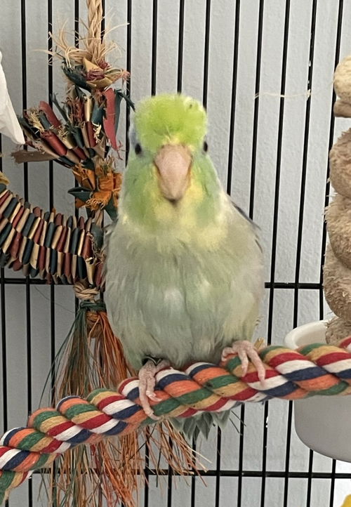 Crouton