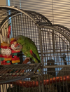 Brutus