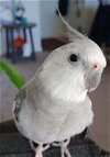 adoptable Bird in  named Bobo