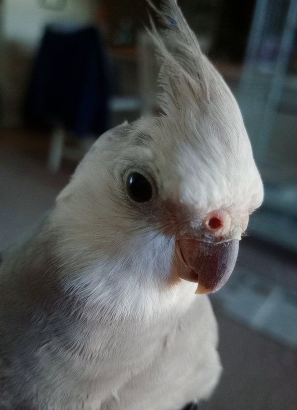 Bobo