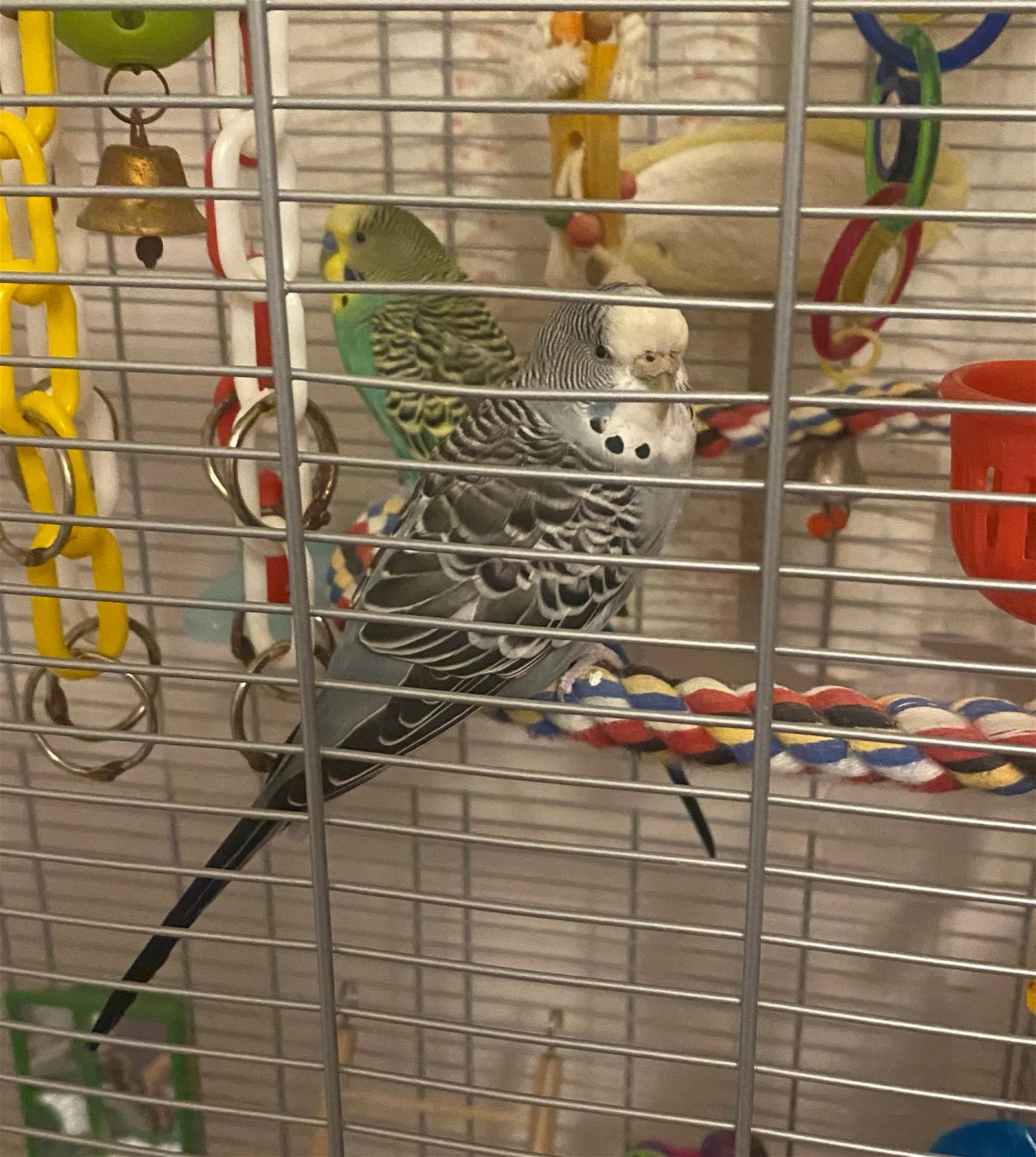 adoptable Bird in Belford, NJ named Picasso and Piper
