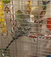adoptable Bird in  named Picasso and Piper