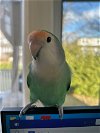 adoptable Bird in  named Cleo