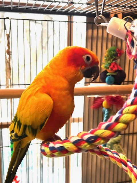 adoptable Bird in Belford, NJ named Rio