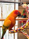 adoptable Bird in  named Rio