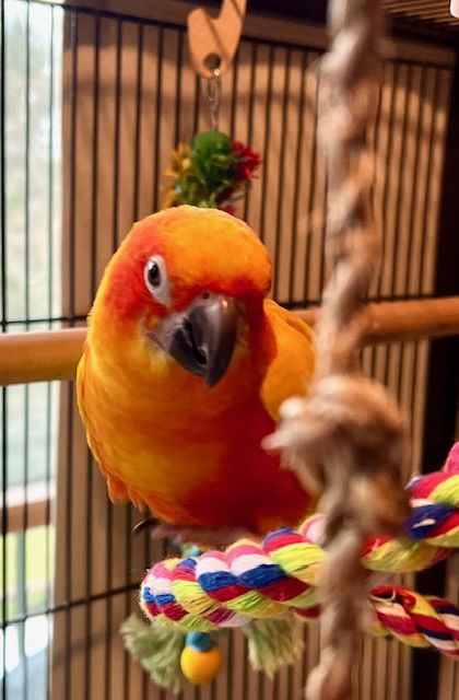 adoptable Bird in Belford, NJ named Rio