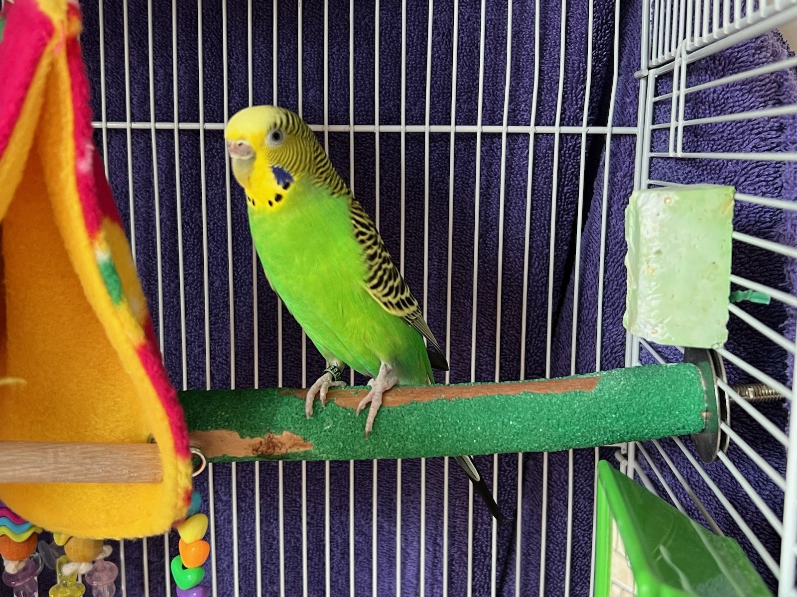 adoptable Bird in Belford, NJ named Kiwi