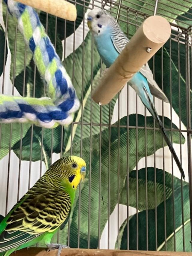 adoptable Bird in Belford, NJ named Bowie and Benny
