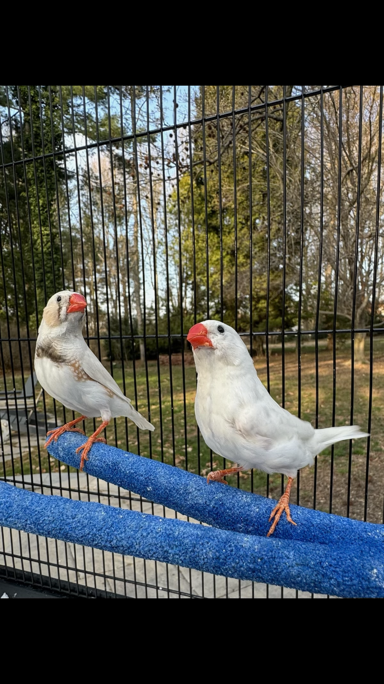 adoptable Bird in Belford, NJ named Rocky and Adrian