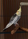 adoptable Bird in belford, NJ named Sonny