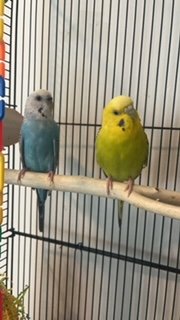 adoptable Bird in Belford, NJ named Beatrice and Blossom