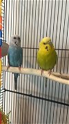 adoptable Bird in  named Beatrice and Blossom