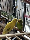 adoptable Bird in  named Bartholomew and Buttercup