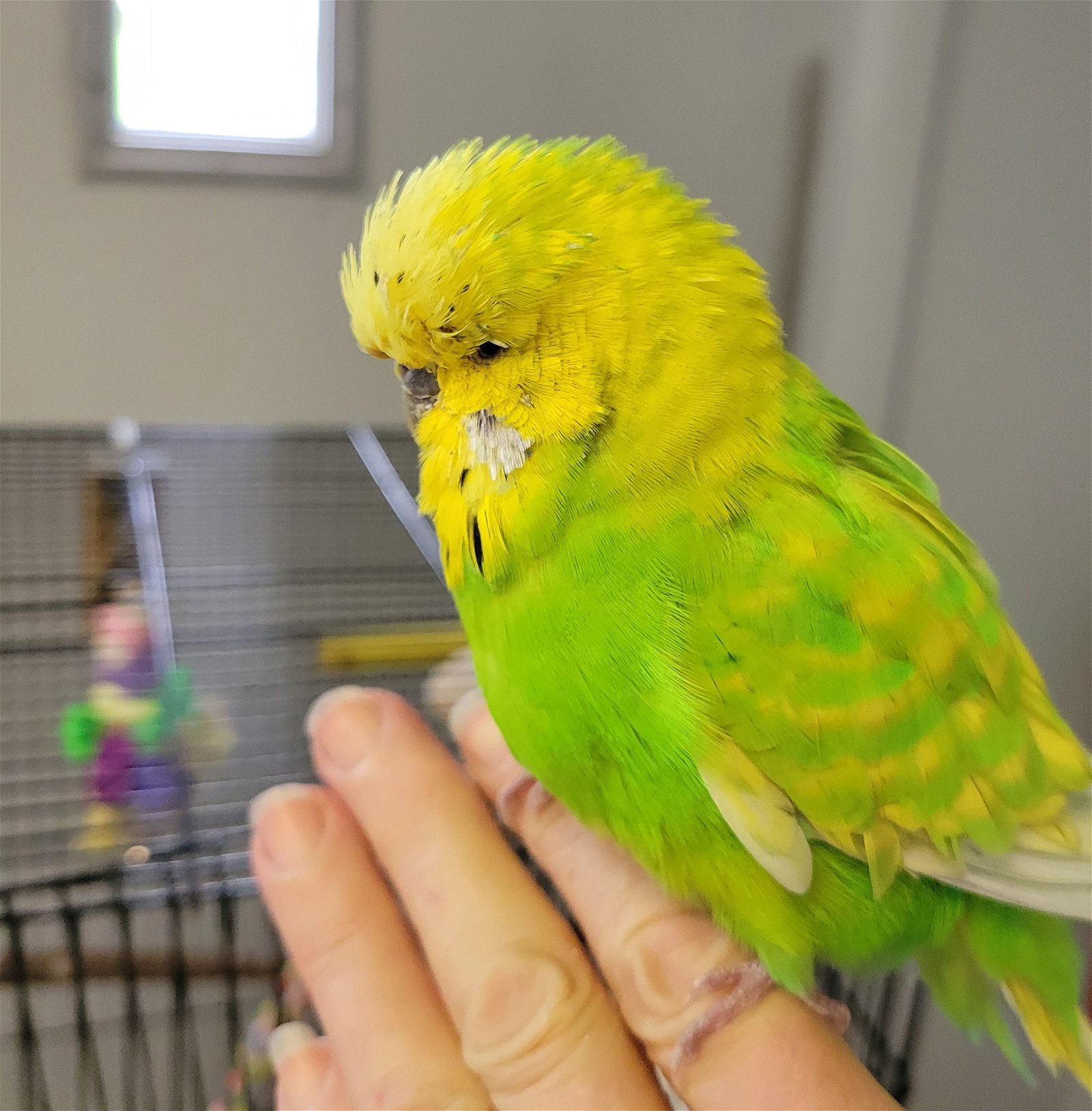 adoptable Bird in Belford, NJ named SweetPea