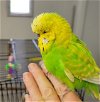 adoptable Bird in belford, NJ named SweetPea