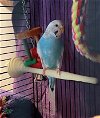adoptable Bird in  named Blueberry