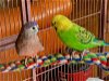 adoptable Bird in  named Jellybean and Blue