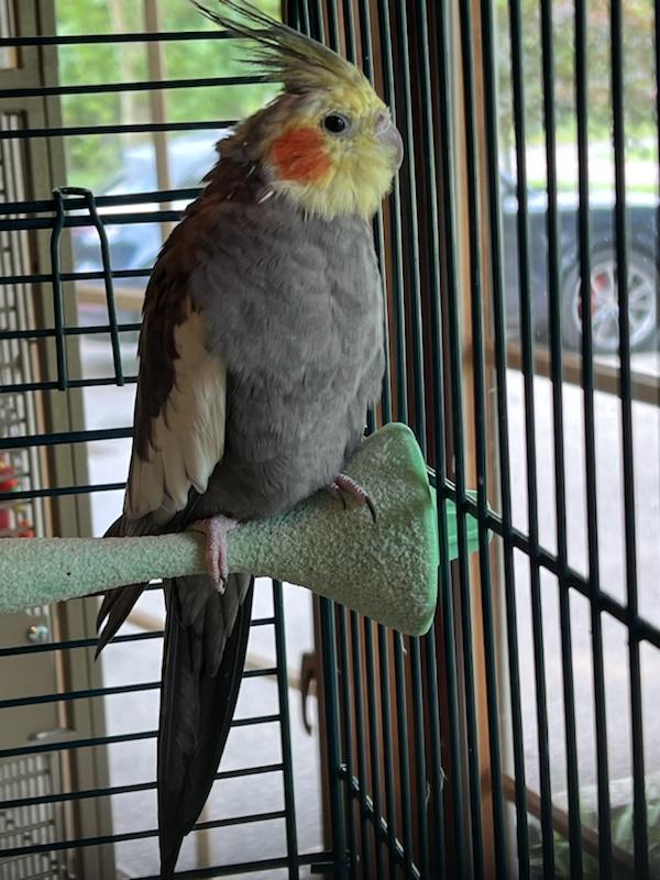 adoptable Bird in Belford, NJ named Gundham