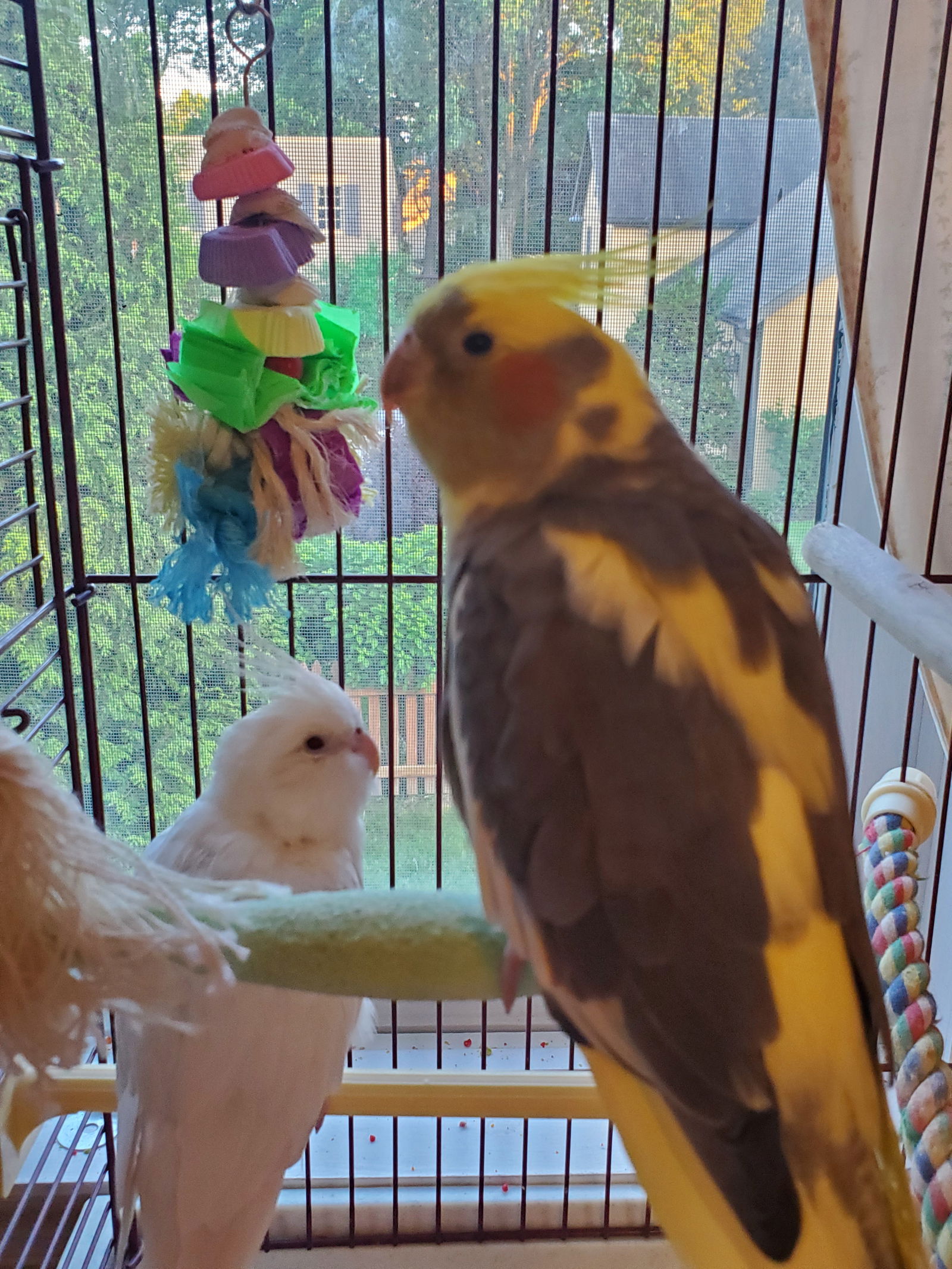 adoptable Bird in Belford, NJ named Shrimp and Toast