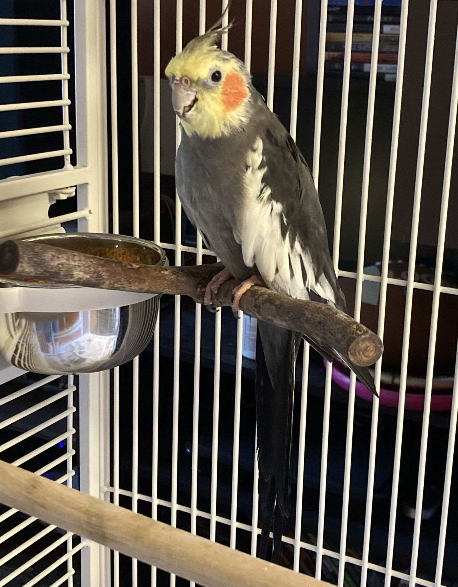 adoptable Bird in Belford, NJ named Pepper