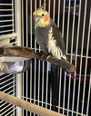 adoptable Bird in  named Pepper