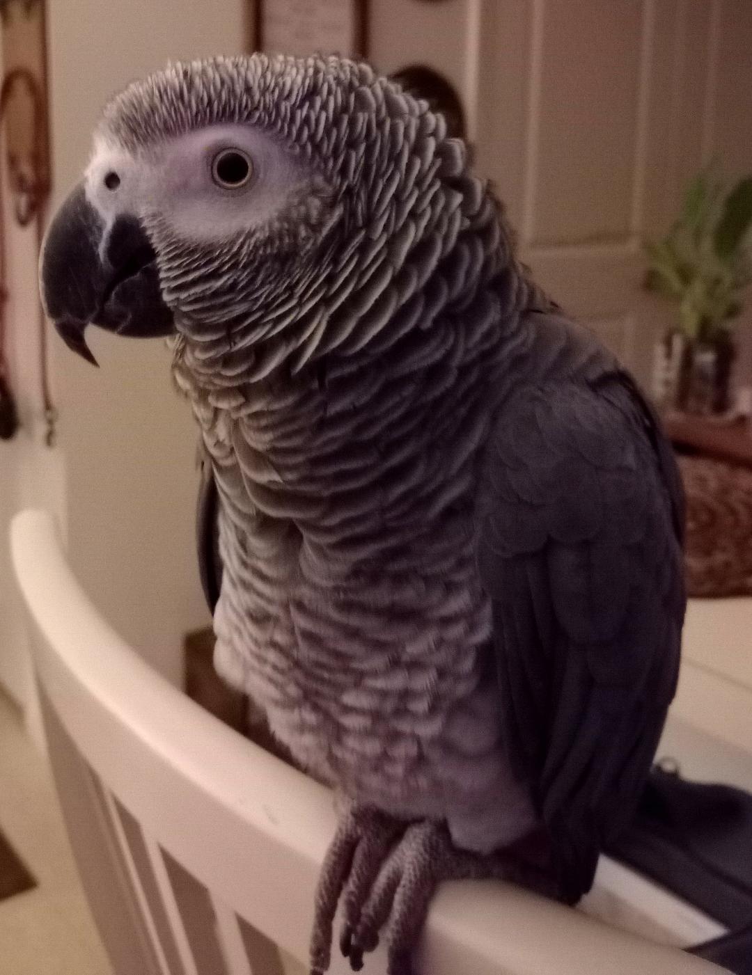 adoptable Bird in Belford, NJ named Dusty