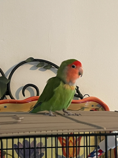 adoptable Bird in Belford, NJ named Rio