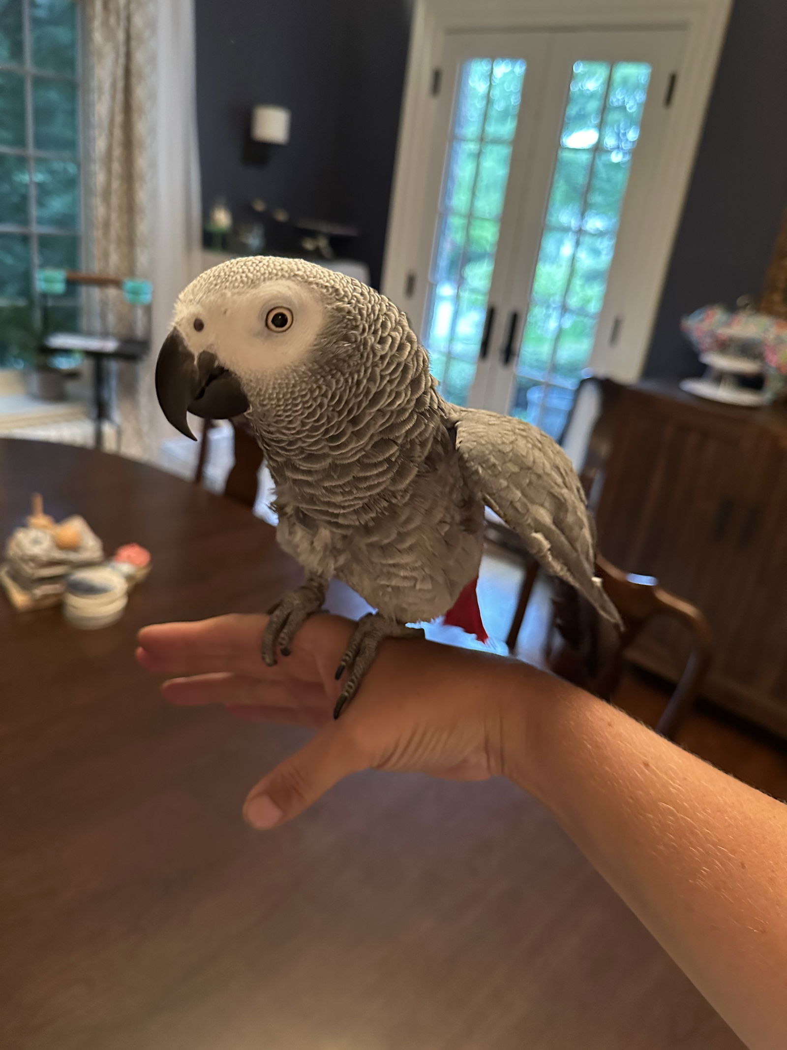 adoptable Bird in Belford, NJ named Baby