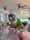 adoptable Bird in  named Lovey