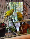 adoptable Bird in  named Lola and Sunshine