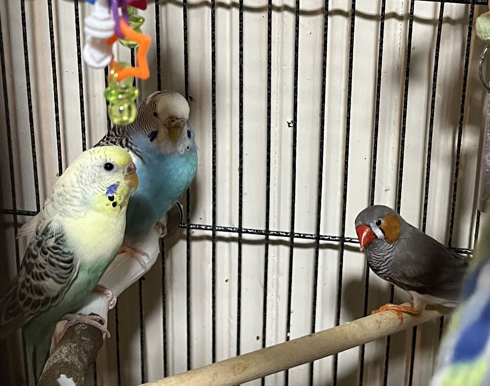 adoptable Bird in Belford, NJ named Sky, Cloud and Fernando