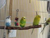 adoptable Bird in  named Ferb, Phoebe, Lola, Jerry & Butters