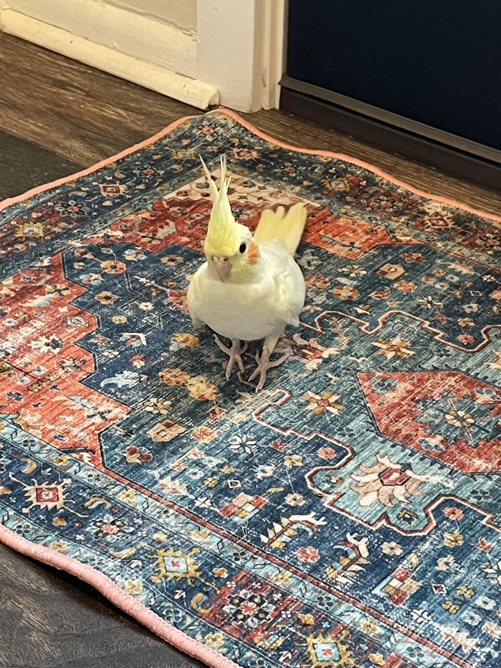 adoptable Bird in Belford, NJ named Connie