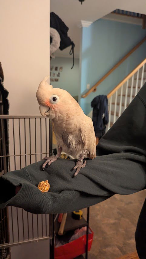 adoptable Bird in Belford, NJ named Pretzel