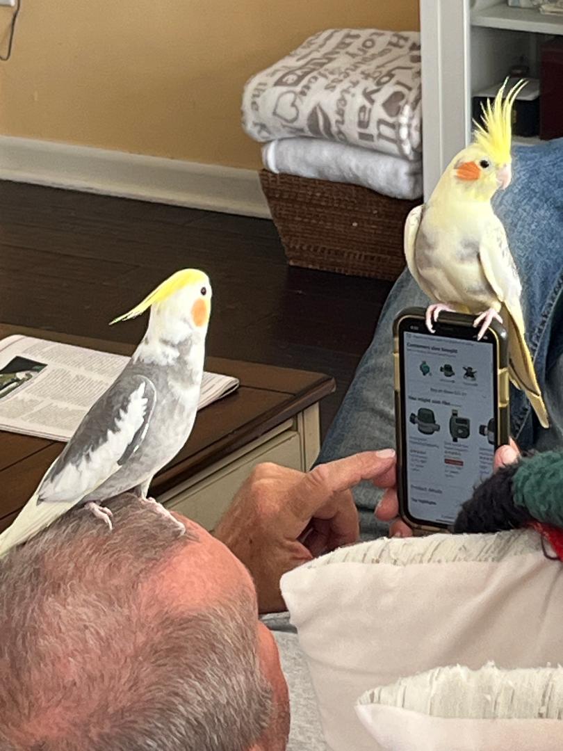 adoptable Bird in Belford, NJ named Cosmo and Wanda