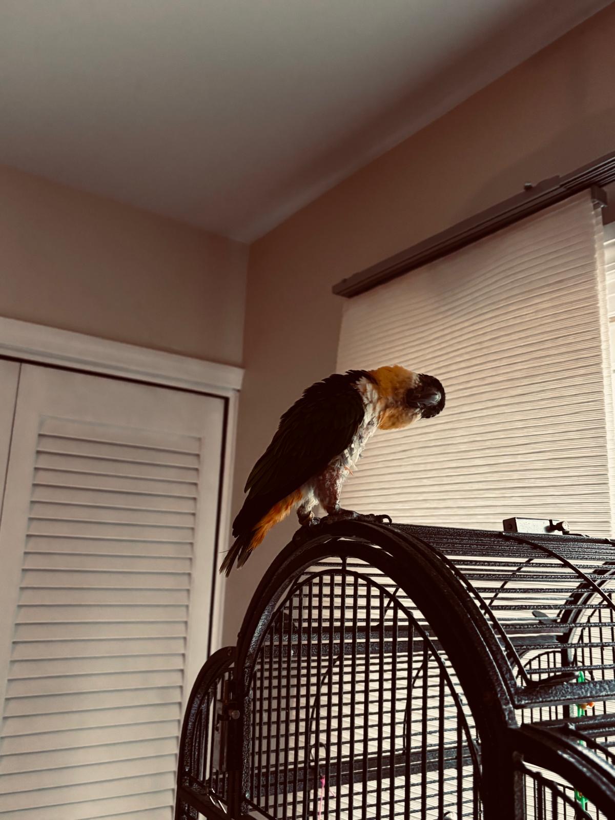 Pablo, photo 3