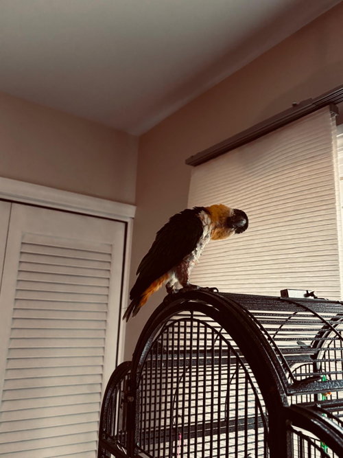 Photo 3 of Pablo